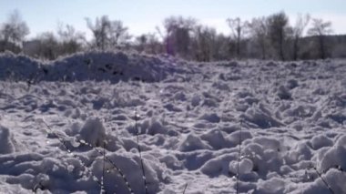 Kış Doğası 'nın Arkaplanına karşı kar yağışlı dallar, Snow. Donmuş kar taneleri, ormandaki güneş ışınlarındaki buz kristalleri. Güzel bir doğa geçmişi var. Gün batımı. Yavaş kamera hareketi.
