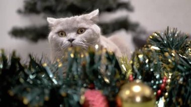 Korkmuş Kurnaz Kedi Noel süslerinde saklanıyor, yerde bir çelenk var. Korkmuş bir İngiliz kedinin portresi. Noel arka planında gözleri açık. Tüylü çelenk Noel dekoru.