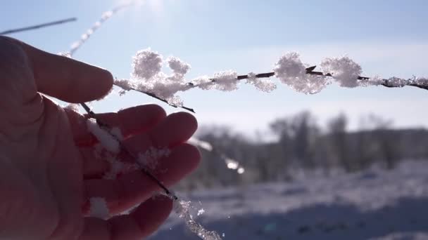 Female Hand Touches Snowy Branch Forest Rays Sunlight Sunset Fingers — Video Stock