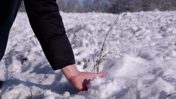 Male Hand Touching Fallen Fluffy Snow Winter Forest Rays Sunlight — Stockvideo