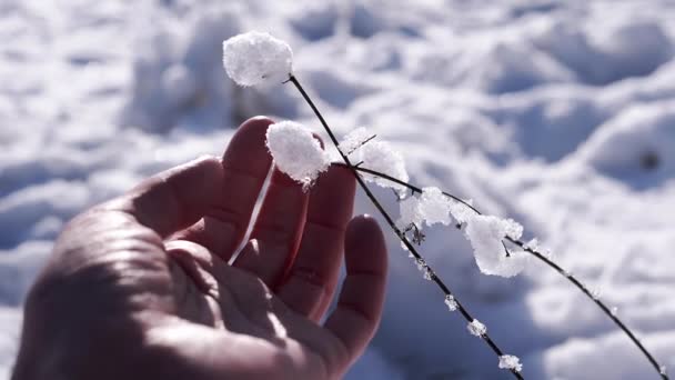 夕暮れ時の日差しの中の森の中で 女性の手が雪の枝に触れます 指をそっと枝の霜 氷の結晶 雪の落下で覆われたタッチします 人間の手だ スローモーション — ストック動画