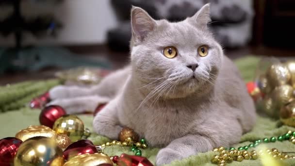 ふわふわの猫クリスマスの装飾やクリスマスツリーのおもちゃのヒープに座っています 閉めろ クリスマスの背景にグレーの純血種の英国の猫を静止肖像画 ペット 装飾品 家の装飾 スローモーション — ストック動画