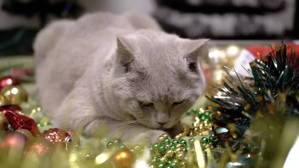Graue Flauschige Hauskatze Wäscht Wolle Auf Dem Hintergrund Der Weihnachtsdekoration — Stockvideo