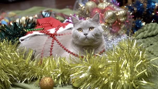 Fluffy Cat Duduk Tumpukan Dekorasi Natal Dan Mainan Pohon Natal — Stok Video