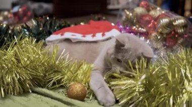 Oyuncak Kedi Noel süsleri ve Noel Oyuncaklarıyla Oynuyor. Yumuşak bir halıya uzanmış tüylü gri İngiliz kedisi, dişleriyle bir çelengi ısırıyor, yerde boncuklar var. Noel arkaplanı. Evcil hayvan oyunu.