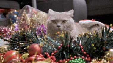 Bir yığın Noel süslemesi ve Noel ağacı oyuncağında oturan tüylü kedi. Kapatın. Noel arkaplanındaki gri safkan İngiliz kedisinin portresi. Evcil hayvanlar, süsler, ev dekorasyonu. Yavaş çekim.