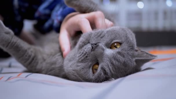 Detailní Záběr Ruce Pečujícího Dítěte Hladící Objímající Plyšovou Kočku Posteli — Stock video