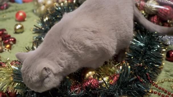 爱玩的家猫玩圣诞装饰品和圣诞玩具 顶部视图 毛茸茸的灰蒙蒙的英国猫嗅了闻 咬了一口有牙齿的花环 珠子落在地板上 圣诞节的背景宠物游戏 — 图库视频影像