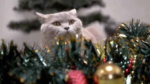 床の上のガーランド クリスマスの装飾で怖がらせカウンティング猫は隠れます クリスマスの背景に目を大きく開いて恐怖の小児英国の猫の肖像画 ふわふわのガーランドからクリスマスの装飾 — ストック動画