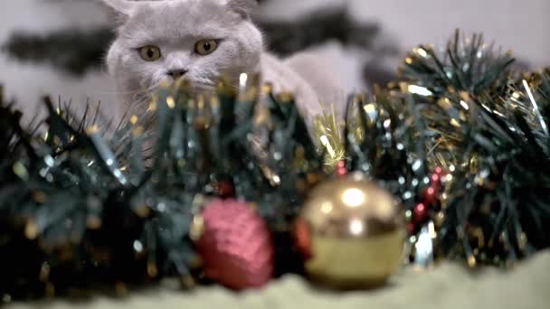 害怕的躲猫猫藏在圣诞装饰 地板上的一个花园 一只害怕的英国猫的画像 它的眼睛睁得大大的 看着圣诞节的背景 来自蓬松的花环的圣诞装饰 — 图库视频影像