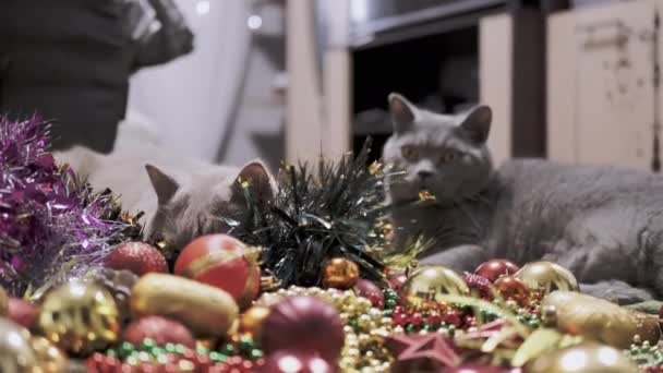 两只爱玩的猫玩圣诞装饰品和圣诞玩具 毛茸茸的灰英国猫嗅了嗅 咬了一口地上有牙齿的花环 圣诞节的背景宠物游戏 圣诞节 — 图库视频影像