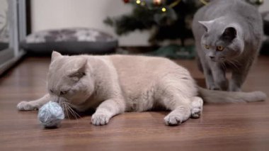 Komik Gri Ev Kedisi Yerde Yünlü İplik Topuyla Oynuyor. Yumuşak kedi bir topu dişleriyle ısırır. Bulanık arka planda ikinci bir kedi ve bir Noel ağacı var. İki kedi. Evcil hayvan oyunları.