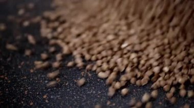 Karabuğday Taneleri Yavaş Çekimde Kara Arkaplanda Düşüyor. Kapatın. Çiğ kahverengi granüller ve karabuğday parçacıkları karabuğday yığınının içine dökülür. Düşen karabuğday taneli bir yüzeyi doldurur. Doku.