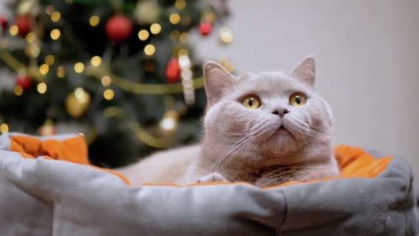 毛绒绒的英国猫躺在柔软的床上 背靠摇曳的灯光 近视的脸 绿眼睛的疲倦的猫注视着它的一举一动 抬起头 圣诞树的灰暗背景 — 图库视频影像
