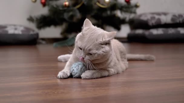 Komik Gri Kedisi Yerde Yünlü Plik Topuyla Oynuyor Yumuşak Bir — Stok video