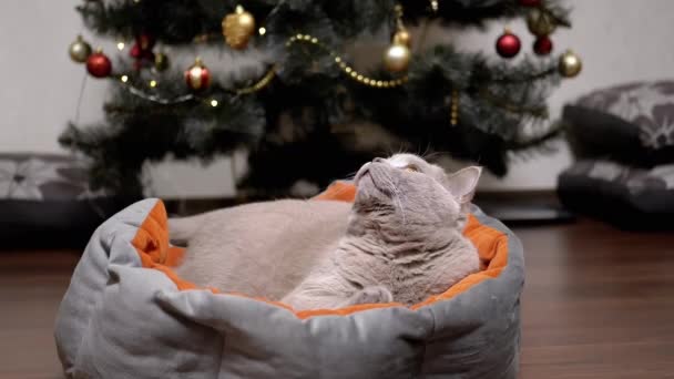 Chlupatá Britská Kočka Odpočívá Měkké Postýlce Vánoční Stromeček Zvědavá Kočka — Stock video