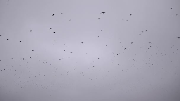 Eine Schar Schwarzer Vögel Fliegt Und Kreist Einem Düsteren Wolkenverhangenen — Stockvideo