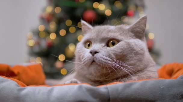 Fluffy British Cat Resting Soft Bed Backdrop Flickering Lights Англійською — стокове відео