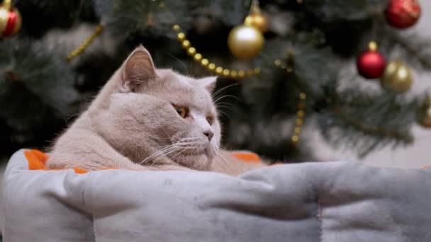 Chlupatá Britská Kočka Odpočívá Měkké Postýlce Vánoční Stromeček Detailní Záběr — Stock video