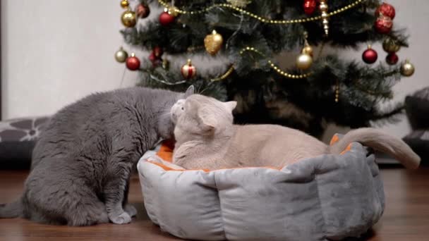 Dwa Szare Puszyste Koty Liżą Się Pokoju Tle Choinki Śmieszne — Wideo stockowe