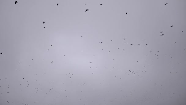 Flock Black Birds Flies Circles Gloomy Cloudy Empty Autumn Sky — Stock Video