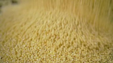 Yellow Grains of Millet Groats Fall into a Pile of Millet, Fill the Background. Close up. Slow motion. Stream of falling small round granules, particles. Couscous. Texture. Food background. Sunlight.