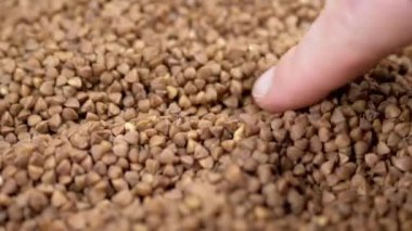 Farmer Hands Touching the Harvest of Raw Harvested Grains of Buckwheat. Close-up. Grain check. Brown granules and buckwheat particles pour into a pile of buckwheat. Healthy organic food. Texture.