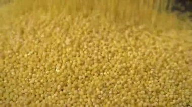 Yellow Grains of Millet Groats Fall into a Pile of Millet, Fill the Background. Close up. Slow motion. Stream of falling small round granules, particles. Couscous. Texture. Food background. Sunlight.