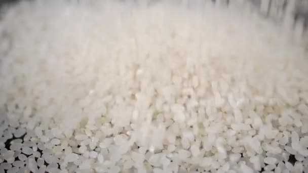 Close Stream Falling White Raw Grains Japanese Rice Slow Motion — Stock Video