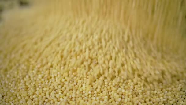 Yellow Grains Millet Groats Fall Pile Millet Fill Background Close — Wideo stockowe