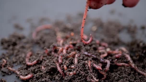 女性の手を閉じる湿った黒い土の上を這う赤い土ワームを保持します スローモーション 湿った堆肥中のワームを耕すグループ 魚の虫 孤立した黒の背景 人間の手だ — ストック動画