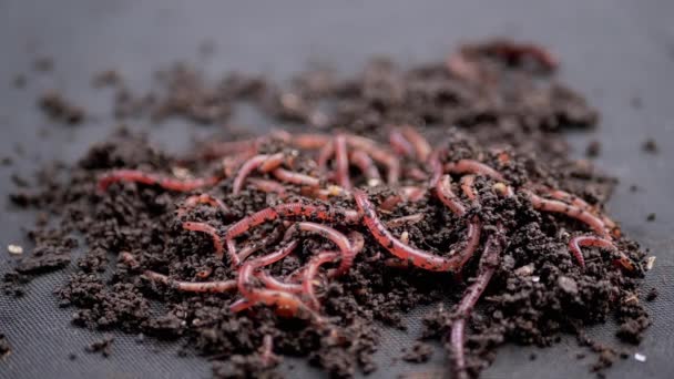 Κοντινό Πλάνο Σύρσιμο Red Earthworms Μαύρο Έδαφος Απομονωμένο Μαύρο Φόντο — Αρχείο Βίντεο