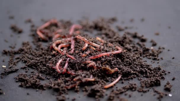 クローズアップ黒い背景に隔離された黒い土壌の赤いミミズを這う 虫に地面に落ちる 湿った堆肥中のワームを耕すグループ 魚の虫 ワームだ 肥沃な土壌を緩めます — ストック動画