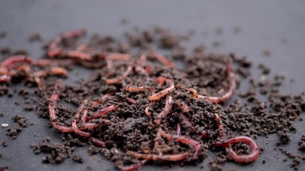 Закрыть Crawling Red Earthworms Black Soil Isolated Black Background Медленное — стоковое видео