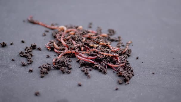 Закрыть Crawling Red Earthworms Black Soil Isolated Black Background Медленное — стоковое видео