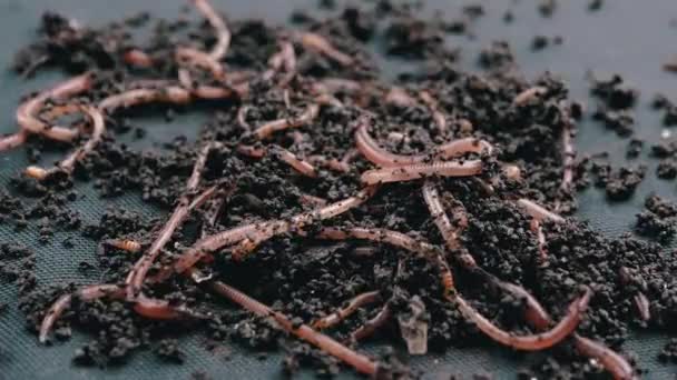 Close Crawling Red Earthworms Black Soil Isolated Black Background Slow — Stock Video