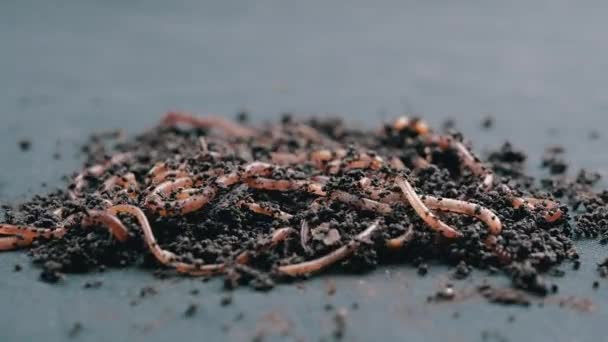 将爬行的红蚯蚓关在黑色背景下隔离的黑土中 慢动作在湿堆肥中一群扭动的蚯蚓 钓虫红蠕虫Dendrobaena 肥沃土地的疏松 — 图库视频影像