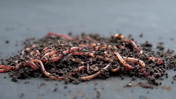 黒い背景に隔離された黒い土壌の赤いミミズを這うのを閉じます スローモーション 湿った堆肥中のワームを耕すグループ 魚の虫 赤い虫デンドロバエナ 肥沃な土壌を緩めます — ストック動画