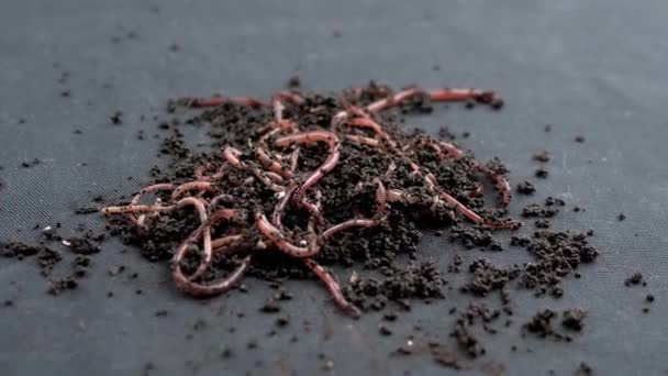 Nahaufnahme Krabbelnde Rote Regenwürmer Schwarzer Erde Isoliert Auf Schwarzem Hintergrund — Stockvideo