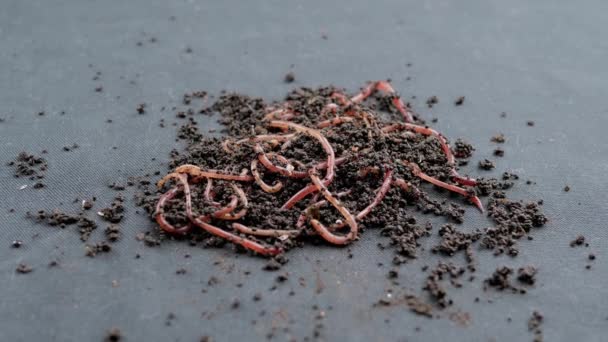 将爬行的红蚯蚓关在黑色背景下隔离的黑土中 慢动作在湿堆肥中一群扭动的蚯蚓 钓虫红蠕虫Dendrobaena 肥沃土地的疏松 — 图库视频影像