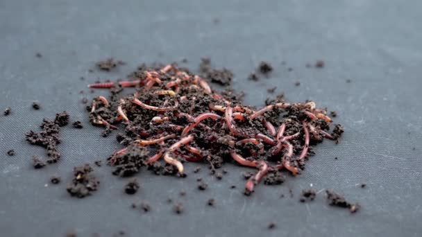 Zamknij Crawling Red Earthworms Black Soil Izolowane Czarnym Tle Zwolnij — Wideo stockowe
