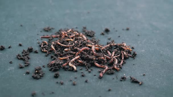 Κοντινό Πλάνο Σύρσιμο Red Earthworms Μαύρο Έδαφος Απομονωμένο Μαύρο Φόντο — Αρχείο Βίντεο