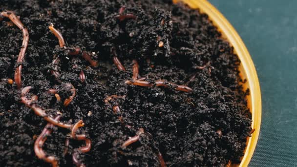 黒い背景に隔離された黒い土壌の赤いミミズを這うのを閉じます スローモーション プレート上の湿った堆肥中のワームを耕すグループ 魚の虫 赤い虫 肥沃な土壌を緩めます — ストック動画