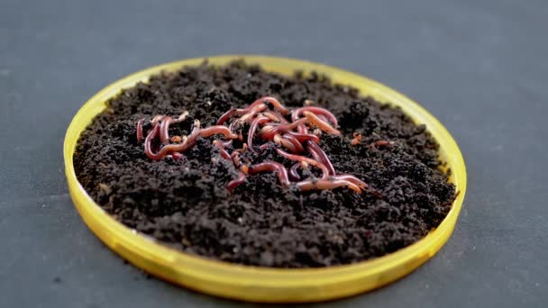 黒い背景に隔離された黒い土壌の赤いミミズを這うのを閉じます スローモーション プレート上の湿った堆肥中のワームを耕すグループ 魚の虫 赤い虫 肥沃な土壌を緩めます — ストック動画