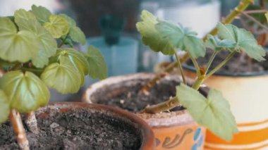 Geranium, Pelargonium 'un genç çiçek tohumları Windowsill' deki saksılarda. Güneş ışığı altında bir odada genç yeşil yapraklarla sardunya filizleri yetişiyor. İlaç bitkileri. Bahçıvanlık.