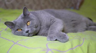 Yaklaş, Gri Yumuşak İngiliz Kedisi yatağa uzanıyor, kameraya bakıyor, dinleniyor. Safkan bir evcil kedinin güzel yeşil gözlü portresi. Odadaki kedi yeşil battaniyeye uzandı. Evcil hayvanlar.
