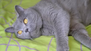 Yaklaş, Gri Yumuşak İngiliz Kedisi yatağa uzanıyor, kameraya bakıyor, dinleniyor. Safkan bir evcil kedinin güzel yeşil gözlü portresi. Odadaki kedi yeşil battaniyeye uzandı. Evcil hayvanlar.