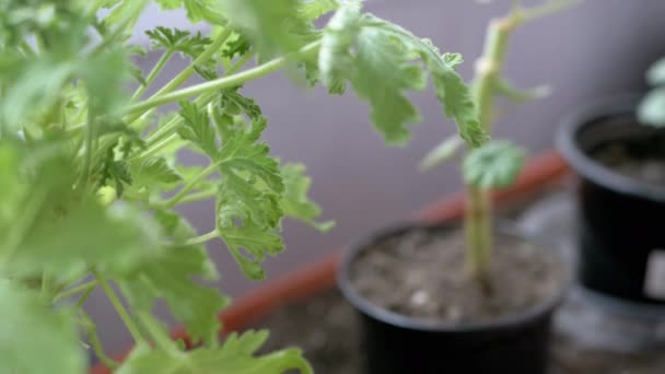 Bunga Muda Geranium Pelargonium Berada Flower Pots Windowsill Tumbuh Tunas — Stok Video