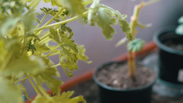 ゼラニウムの若い花の苗 PelargoniumはWindowsillのフラワーポットにあります 太陽の光の下で部屋に若い緑の葉を持つゼラニウムの芽が成長しています 薬用植物 — ストック動画
