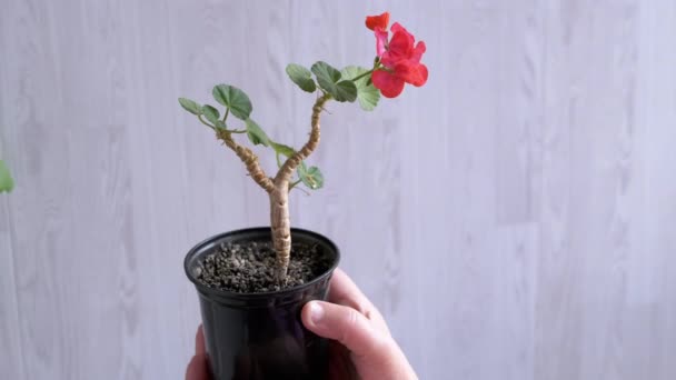 Female Holding Flower Pot Young Growing Geranium Rays Sunlight Inglês — Vídeo de Stock